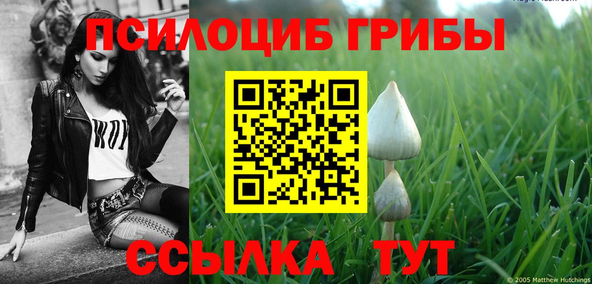 Псилоцибиновые грибы Psilocybe Новороссийск
